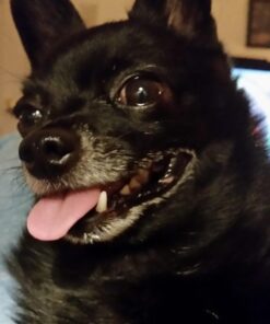 Vet’s Best Enzymatic Dog Toothpaste | Teeth Cleaning and Fresh Breath Dental Care Gel | Vet Formulated | 3.5 Ounces 1 Count 37 61yxMlKmnNL