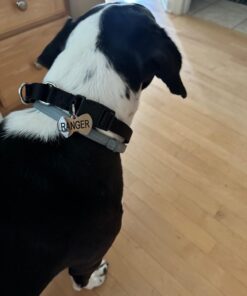 GoTags Stainless Steel Pet ID Tags, Personalized Dog Tags and Cat Tags, up to 8 Lines of Custom Text, Engraved on Both Sides, in Bone, Round, Heart, Bow Tie and More Regular (Pack of 1) 25 61yy92J8fFL