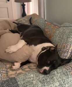 Kingdom Pets Duck Breast Jerky, Premium Treats for Dogs, 40 oz. Bag 35 61yyXQbmErL