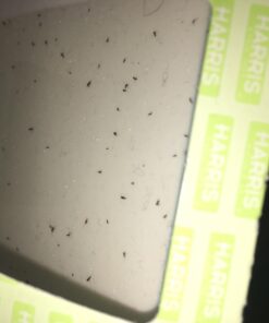 Harris Bed Bug Early Detection Glue Traps (4/Pack) 4 Traps 47 61z9stNZfXL