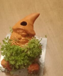 Chia Pet Gnome with Seed Pack, Decorative Pottery Planter, Easy to Do and Fun to Grow, Novelty Gift, Perfect for Any Occasion 25 61zCa FJ9iL