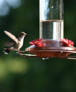 EZNectar Happy Hummers! Clear Ready-To-Use Hummingbird Nectar, 33.8 oz 23 61zJP4kI43L