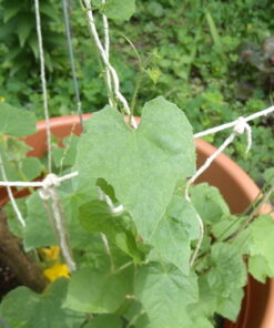 Mexican Miniature Watermelon 15 Seeds -Melothria scabra 17 61zJvGit2eL