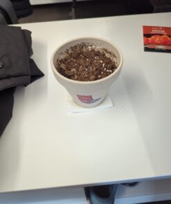 Miracle-Gro Moisture Control Potting Mix - Soil for Indoor & Outdoor Containers, Added Fertilizer Feeds Up to 6 Months, 8 qt. 8 qt. 47 61zKbuAfsYL