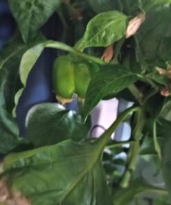 AeroGarden Sweet Bell Peppers Seed Pod Kit (9-pod) Tall Gardens Only Sweet Bell Pepper 32 61zKgxJ6nL