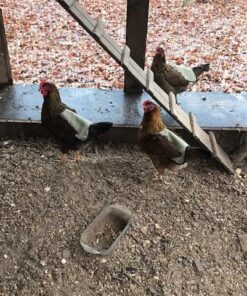 Hen Saver Hen Apron/Saddle, Single Strap, X-Large, Khaki 22 61zRHh5XhL