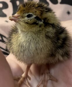 12 Large Fertile Hatching Coturnix Quail Eggs 39 61zWr41xZML
