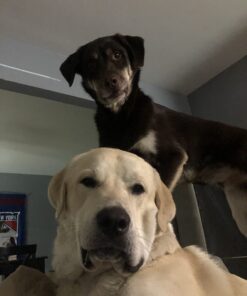 Purina Busy Bone Made in USA Facilities, Long Lasting Small/Medium Breed Adult Dog Chews, Peanut Butter Flavor - 6 ct. Pouch 6 Count (Pack of 1) 27 61zaQeZp38L