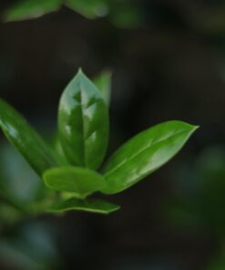 K&F Concept 49mm Variable ND2-ND400 ND Lens Filter (1-9 Stops) for Camera Lens, Adjustable Neutral Density Filter with Microfiber Cleaning Cloth (B-Series) 40 61zgJH iOmL