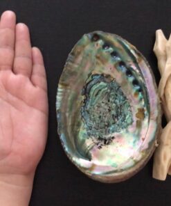 New Age Smudges & Herbs® 5 - 6 inches Premium Natural Abalone Shell &Wooden Stand~ Smudging, Cleansing Home, Meditation, Incense Holder, Home Décor, 100% Natural & Sustainable. 51 61zhOioYQRL 1
