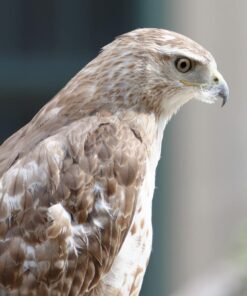 Nikon AF-P NIKKOR 70-300mm f/4.5-5.6E ED VR Fixed Zoom Digital Slr Camera Lens, Black 54 61zjBa3LNyL