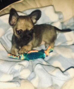 Petstages Orka Mini Dental Dog Chew Toys - 3 Pack Dental Chew 3 Pk 36 61znGOn7y L