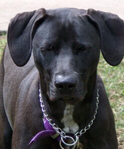 Old Mother Hubbard by Wellness Classic Original Mix Natural Dog Treats, Crunchy Oven-Baked Biscuits, Ideal for Training, Mini Size, 3.8 pound bag Treats (3.8 lb) 3.8 Pound (Pack of 1) 37 61zoLCMEB6L