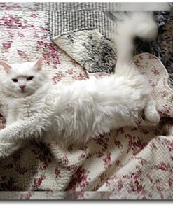 Pet Grooming Dog & Cat Brush For Shedding, Effective for Long & Short Hair Pet Grooming Tool, Reduces Dogs and Cats Shedding Hair By More Than 95%, The Professional Deshedding Tool 36 61zqdAfIh L