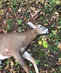 Swhacker SWH00207 #207 2 Inch Cut Broadheads Set of 3-100 Grain, Green, 2" 40 61ztCnHS0qL