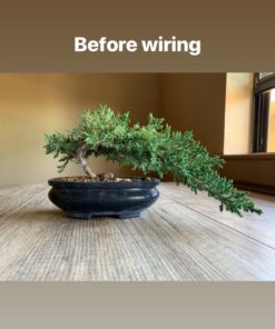 Anodized Aluminum Bonsai Training Wire 5-Size Starter Set with Canvas Bag - 1.0mm, 1.5mm, 2.0mm, 2.5mm, 3.0mm (147 feet total) - Choose Your Color (5 Sizes, Brown) 5 Sizes 31 61zwVq111XL