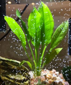 6 Plant Species Live Aquatic Plants Package - Microsorum Java Fern, Amazon, Moneywort and More! 52 71 0LSdqXRL