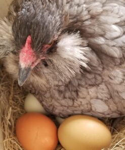 DUNCAN'S FAMILY FARM STORE Duncans Poultry 13x13 Excelsior Nest Pads Bundle of 40 40 Pack 11 71 2sx4QLsL