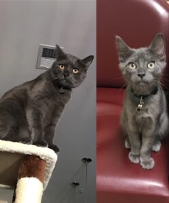 Royal Canin Indoor Adult Dry Cat Food, 15 lb bag 15 Pound (Pack of 1) 34 71 7yKCDNPL