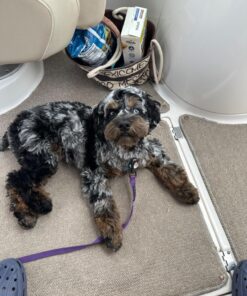 Embark Breed Identification Kit | Most Accurate Dog DNA Test | Test 350+ Dog Breeds | Breed ID Kit with Ancestry & Family Tree 50 71 BTqU115L