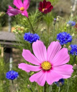 Hummingbird Nectar Wildflower Seeds Bulk Open-Pollinated Wildflower Seed Mix Packet, Non-GMO, No Fillers, Annual, Perennial Wildflower Seeds Year Round Planting - 1 oz 66 71 BgGztYrL