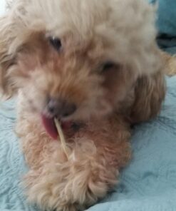 Virbac C.E.T. Enzymatic Oral Hygiene Chews, Small Dog, 30 Count,Beef,0.65 pounds 8.4 Ounce (Pack of 1) Blue 25 71 CsJwpNWL