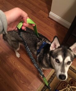 Tuff Mutt Hands Free Dog Leash For Running That Makes A Great Waist Leash for Dog Walking, Double Handle Bungee Leash with Reflective Stitching and Adjustable Dog Walking Belt green/gray 33 71 MtSrLnSL