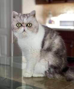 Nutramax Cosequin Joint Health Supplement for Cats - With Glucosamine and Chondroitin, 55 Capsules 30 71 NDY0nnfL