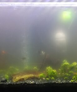 SunSun JUP-01 9W UV Sterilizer Submersible Filter Pump 76 71 NEjnFk4L