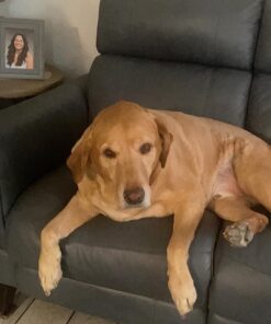 Amazing Turmeric for Dogs Curcumin Pet Antioxidant, Eliminates Joint Pain Inflammation, 120 Chews 27 71 PrTRWebL