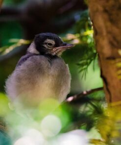 Tamron SP 70-200MM F/2.8 DI VC USD Telephoto Zoom Lens for Nikon (FX) Cameras Nikon FX Cameras 58 71 RPQmhbXL