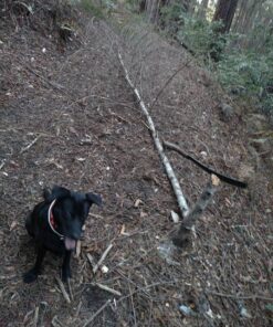 Condor Tool & Knife, Parang Machete, 17-1/2in Blade, Hardwood Handle with Sheath 16 71 T7gaMqhL