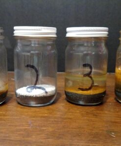 Iron Filings - 1 Pound Package 21 71 TAWM8tVL