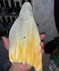 PET MAGASIN Rawhide Alternative Natural Jumbo Cow Ears 12-Pack Dog Treats Super Chew Long-Lasting, Made in Registered Facility 39 71 TBoZ8VTL