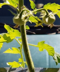 Survival Essentials Garden Heirloom Seed Vault, 100 Variety, Over 17,500 Vegetable, Fruit, and Herbs Seeds, Non-GMO, Non-Hybrid, Plus Free Microgreens Kit 51 71 Ux7 ynUL