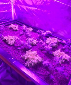 KingLED Newest 3000w LED Grow Lights with LM301B LEDs 4 * 2ft Coverage Full Spectrum Grow Lights for Indoor Hydroponic Plants Veg Bloom Greenhouse Growing Lamps 43 71 VCXzI8L