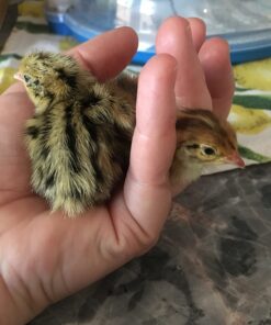 12 Large Fertile Hatching Coturnix Quail Eggs 25 71 Vu8jp2aL