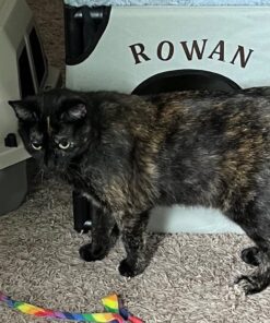 Earth Rated Dog Poop Bags with Handles, New Look, Easy Tie and Guaranteed Leakproof, Unscented, 120 Handle Bags 120-Count 34 71 WfMeV3XL