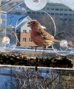 Nature Gear Window Bird Feeder - Refillable Sliding Tray - Weather Proof - Snow and Squirrel Resistant - Drains Rain Water - See Songbirds from Home! (House Style) (House Model) House 38 71 YE MAFFL