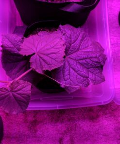 KingLED Newest 3000w LED Grow Lights with LM301B LEDs 4 * 2ft Coverage Full Spectrum Grow Lights for Indoor Hydroponic Plants Veg Bloom Greenhouse Growing Lamps 52 71 azv1FoXL