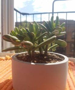 Hobbit Jade Plant - Crassula ovuta - Easy to Grow - 4.5" Pot 24 71 bQCihcL