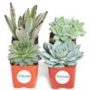 Shop Succulents Blue & Green Succulent Plant Pack Collection - Live Mini Succulent Plants, Low Maintenance, Mixture of Textures - Wedding and Party Favors, Gift & Garden, Pack of 4 4-Pack
