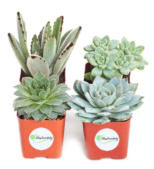 Shop Succulents Blue & Green Succulent Plant Pack Collection - Live Mini Succulent Plants, Low Maintenance, Mixture of Textures - Wedding and Party Favors, Gift & Garden, Pack of 4 4-Pack