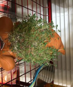 Chia Pet Gnome with Seed Pack, Decorative Pottery Planter, Easy to Do and Fun to Grow, Novelty Gift, Perfect for Any Occasion 20 71 hOKrEDoL