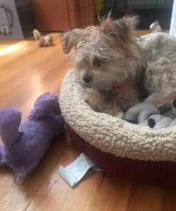 KONG - Cozie™ Rosie Rhino - Indoor Cuddle Squeaky Plush Dog Toy - For Medium Dogs 27 71 hxgiNc4L