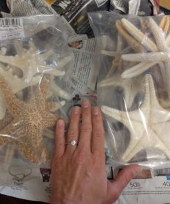 U.S. Shell, Inc. Starfish Mix 26 71 jxa2NURL