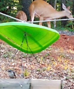 Wagner's 62012 Southern Regional Blend Wild Bird Food, 20-Pound Bag 35 71 kXqWfwnL