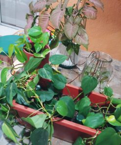 Blumat Classic Plant Watering Stakes | for Everyday Home or Vacation Use | Indoor or Outdoor Water Spikes for Plants | Automatic Drip Irrigation (6 Pack) 6 Pack 41 71 lLfPV80L