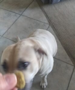 Pet Honesty Dog Allergy Relief Immunity - Chews, Probiotics for Dogs, Seasonal Allergies, Skin and Coat Supplement, Itch Support Supplement (Salmon) Salmon Single 40 71 mBbMtZUL