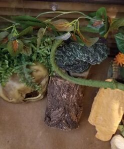 Fluker's Repta Vines for Reptiles and Amphibians Terrariums - Red Coleus 18 71 nFsEBu5L